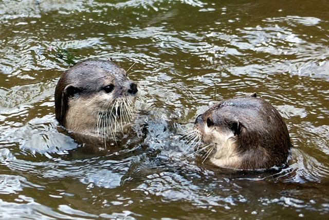 水の中で遊ぶカワウソ